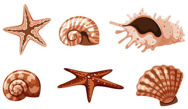 Set of isolated seashells in brown color