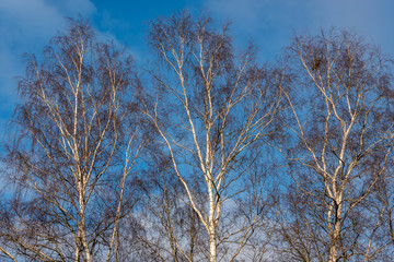 Birch Trees in Winter against a Clear Blue Sky