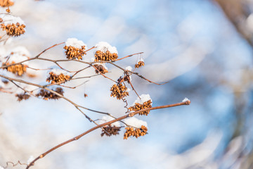 Dried Flowers on a Bare Tree with Snow on a Cold Winter Day