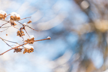 Dried Flowers on a Bare Tree with Snow on a Cold Winter Day