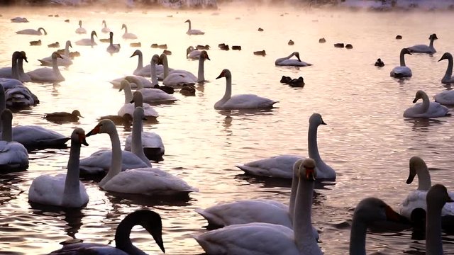 Huge amount of swans in lake