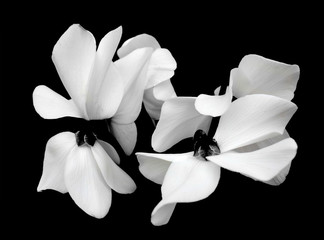 Fleur noir et blanc