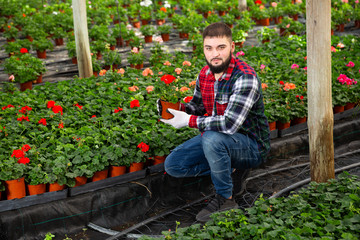 Fototapeta na wymiar Positive male florist working with geranium plants in hothouse indoors