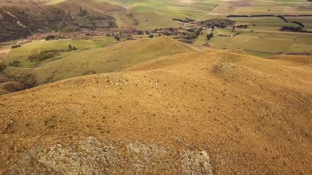  Flight over flock of sheep grazing in New Zealands