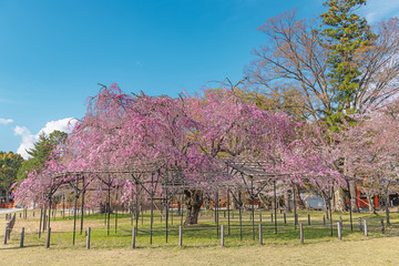 京都 上賀茂神社の春景色 斎王桜