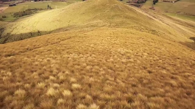  Flight over flock of sheep grazing in New Zealands