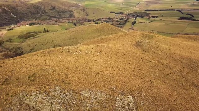  Flight over flock of sheep grazing in New Zealands