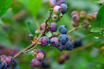 Blueberry Fruit on the Bush