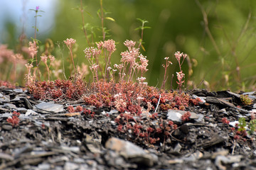 Sedum