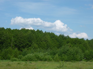 green forest by the river 