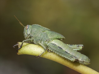 macro