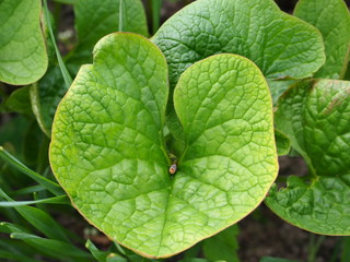 heart of green leaves