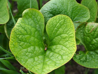 heart of green leaves