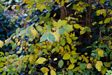 Fogliame in autunno