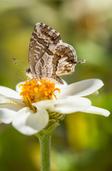 macro of a geranium bronze butterfly (cacyreus marshalli) on a zinnia blossom; as natural predators are missing in europe pest control is possible only through insecticides