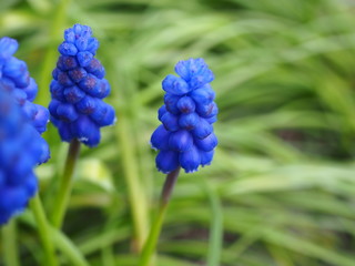 blue flowers in garden
