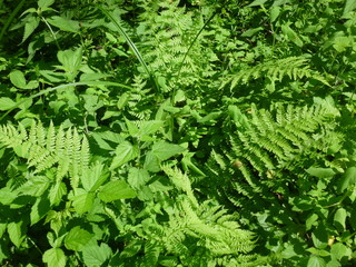 green forest by the river 