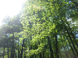 green forest by the river 