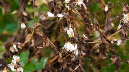 Das Ende der Blütenpracht in diesem Jahr