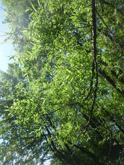 Fototapeta premium green forest by the river 