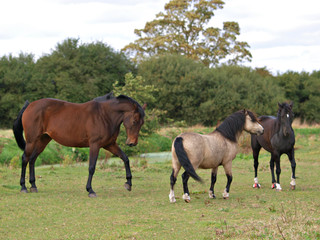 Obraz na płótnie Canvas Small Herd of Horses.
