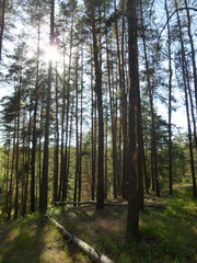 green forest by the river 