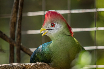 Red-crested turaco in a zoo in Hawaii 
