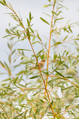 House sparrow-Passereaux (Passer domesticus)