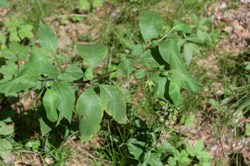 Schwarze Tollkirsche Atropa belladonna, 