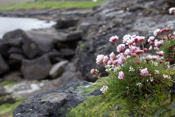 Verbena. beautiful flower, sea and mountain. Faroe islands, Denmark