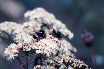 bee on flower