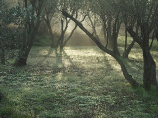 Obraz premium forest