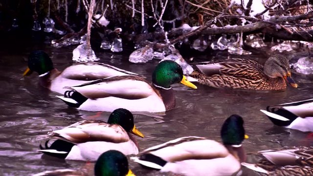 duck swimming in lake