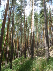 green forest by the river 