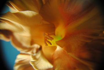 Fototapeta na wymiar phalaenopsis flower with dew (macro photography)