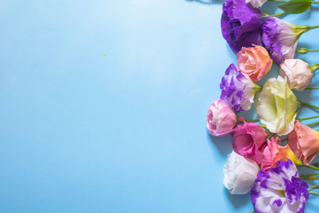 Tender white and pink eustoma flowers on blue background, flat lay