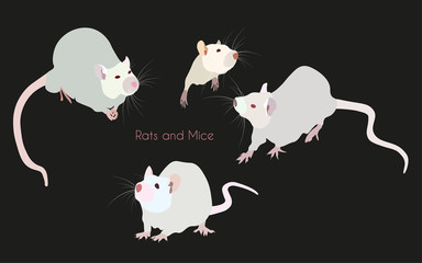 Light-grey nice rats and mice - a symbol of 2020 new year - on white background. Happy holiday, congratulation, gift, greeting card, party invitation, web page.