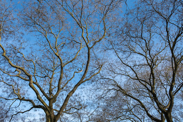 Wooden branches of a tree in a blue sky