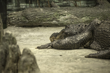 large crocodile lies in the terrarium