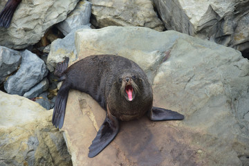 A new zealand fur seal with its mouth open on the rocks of Ohau Point. Kaikoura, New Zealand, South...