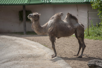 bumpy camel in the paddock