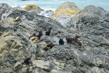 A new zealand fur seal kindergarten on the rocks of Ohau Point. Kaikoura, New Zealand, South Island.