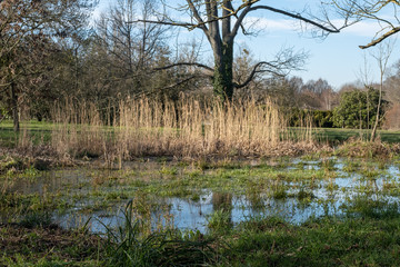 Pond, reeds and trees in the nature 2