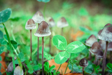 Pilz im Wald