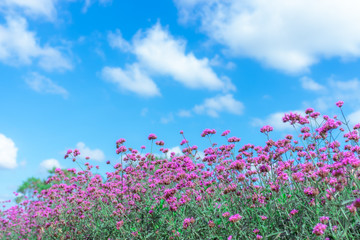 Obraz na płótnie Canvas Selective focus on Verbena bonariensis flower field with blue sky backgroud. Purple flower vintage, blurred and soft background.