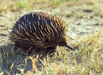 Echidna in a wild