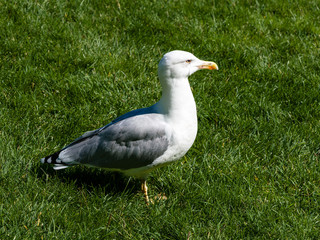 Adult big white gray bird Seagull Larus argentatus Pontoppidan close-up stands on a green lawn in the autumn in the Park Paradise Aivazovsky, Partenit, Alushta, Russia
