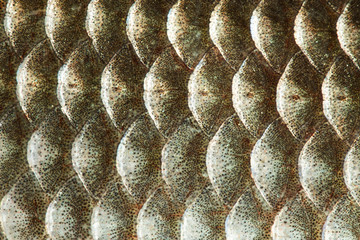 Fish scales skin texture macro view. Geometric pattern photo gold color Crucian carp Carassius scaly with Lateral line. Selective focus, shallow depth field. - obrazy, fototapety, plakaty
