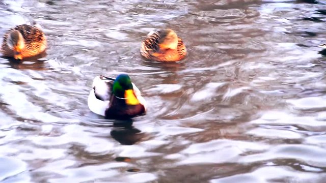 duck swimming in lake