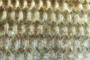 Fish scales skin texture macro view. Geometric pattern photo gold color Crucian carp Carassius scaly with Lateral line. Selective focus, shallow depth field.
